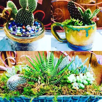 Succulent container gardens