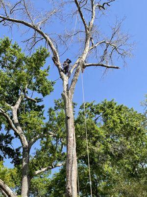 Unique Tree Trimming Maintenance