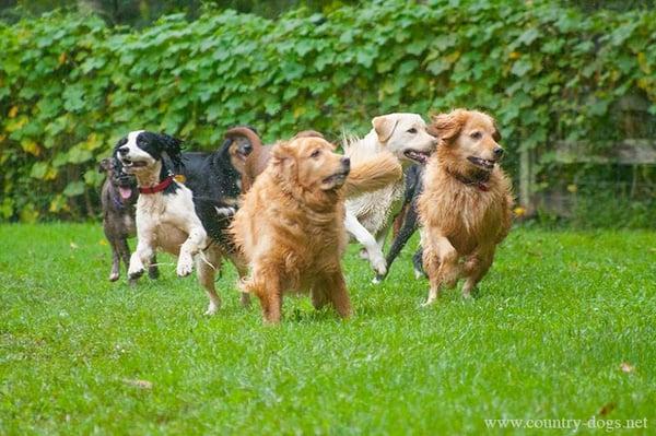 Country Dogs emphasizes fresh air, exercise, and happy group play at both of our farms.