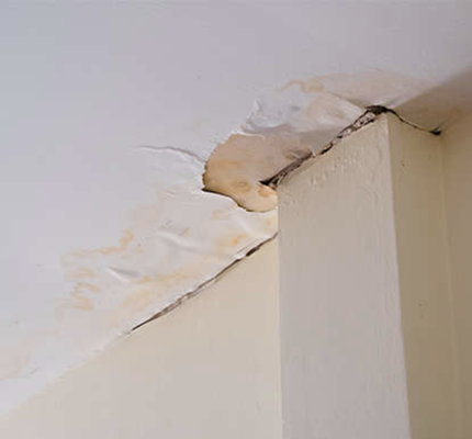 Mold Damage Claim