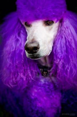 "Poodle doodle" Summer Wilson the owner of So Cal Grooming's 14-year-old standard poodle