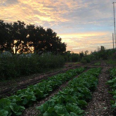 Chinese cabbage at dawn