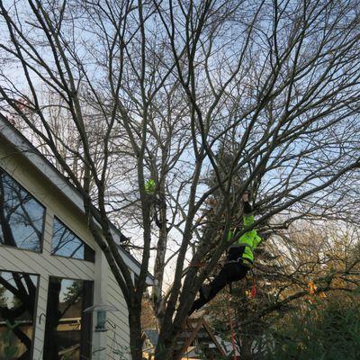 Crown cleaning and directional pruning of a Japanese Maple (Acer palmatum 'Sango)