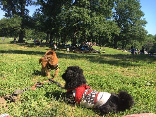 Out on a walk in Prospect park