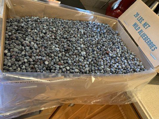 Twenty pounds of glorious wild blueberries  destine for many treats and gifts.