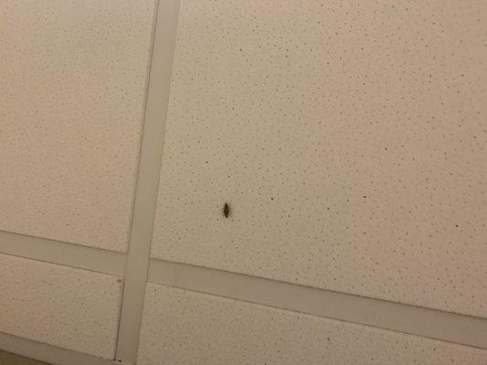 Roach on the hallway ceiling