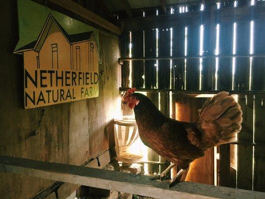 Inside the Bar/n. Rooster keeping watch.