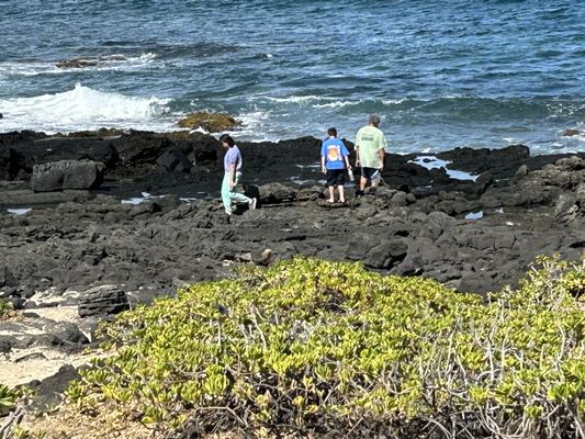 Looking for crabs