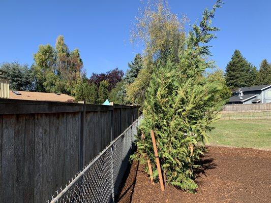 Tree falling forward (2nd time it fell down)