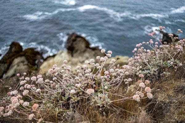 Noyo Headlands Park