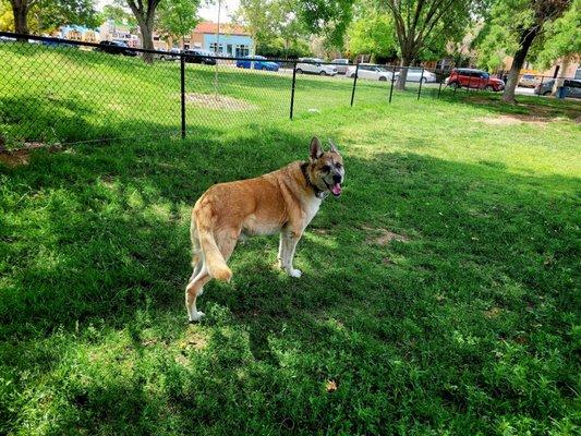 Fur Puppy in the Park