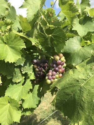 Bunches of grapes