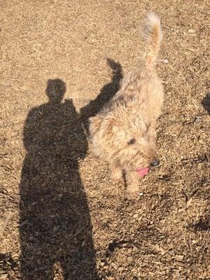 Gnof's first american dog park visit