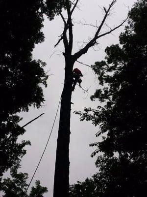 Tree removal