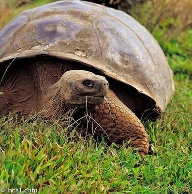 Giant tortoise in the highlands of Santa Cruz, Galapagos Islands. Come visit these gentle giants.