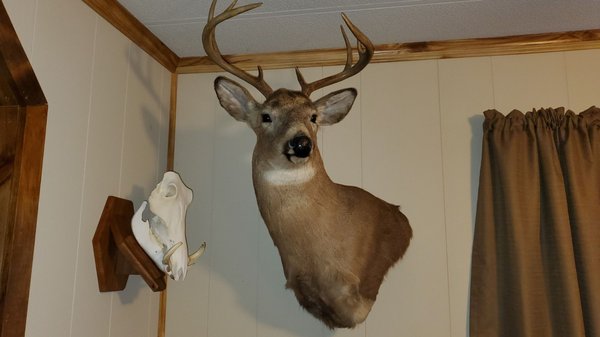 McLaughlin's Taxidermy