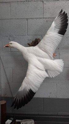 Snow Goose in Flight