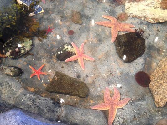 Sea stars in the touch tank featuring animals from Frenchman Bay