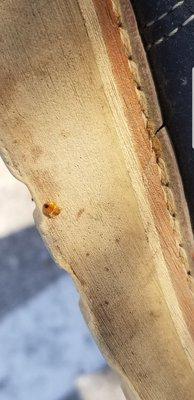 The hitchhiker #2 bed bugs. this 4th instar decided to try and catch a ride to a new home, not today!  Call for a free bee bug inspection