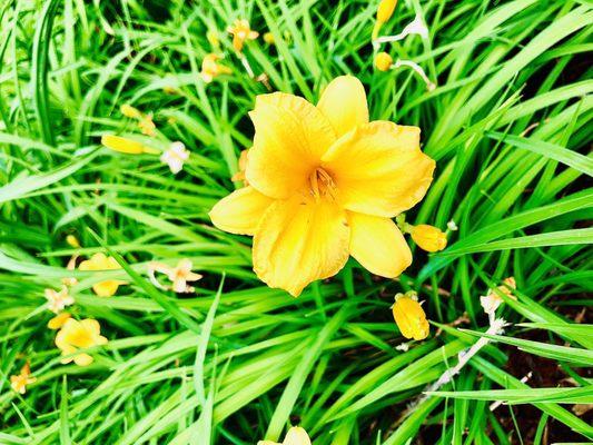 Daylily