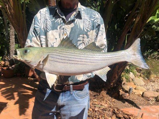 22" Striped Bass