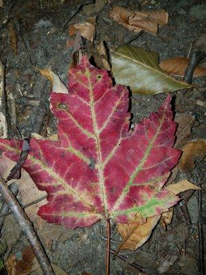 Nice Foliage!  Winooski area at Morehouse Dr.