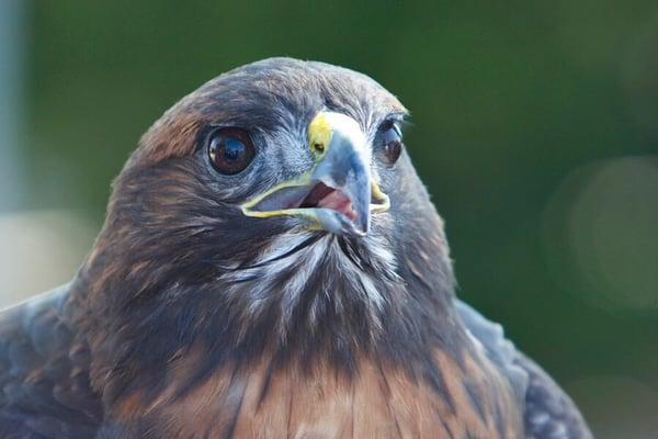 Another wonderful animal ambassador for Fresno Wildlife Rehabilitation & Nature Center.