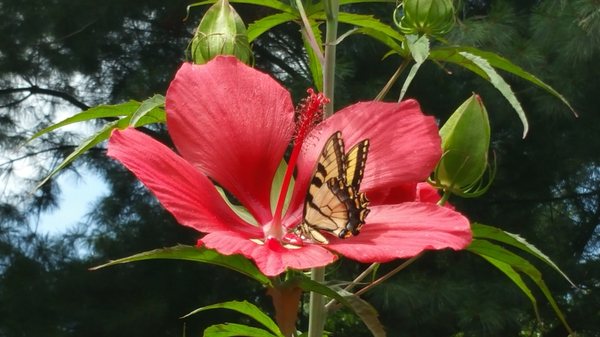 Flowers at our Work Sites