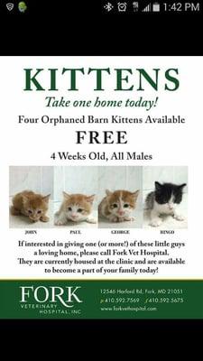 What kind of irresponsible vet gives away 4 weeks old kittens (barely old enough to stop bottle feeding) FOR FREE?