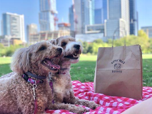 Poochie picnic