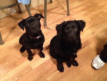 Office dogs Cali & Abby are always happy to see you!