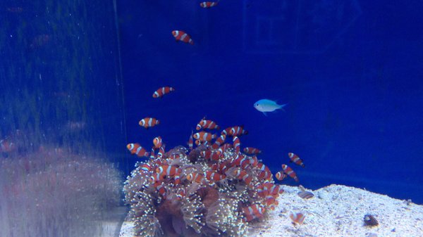 Clowns in their anemone.