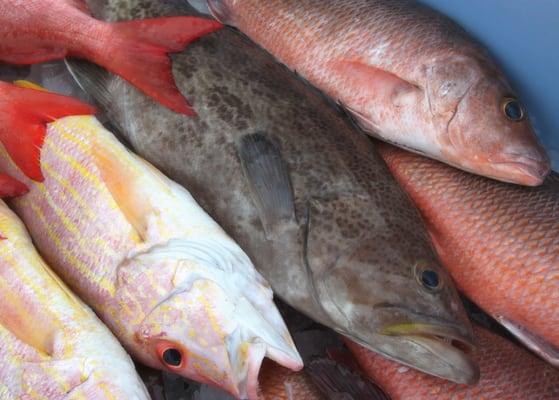 Black Grouper, Vermillion Snapper and Mangrove Snapper