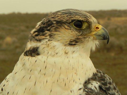 Northwest School of Falconry