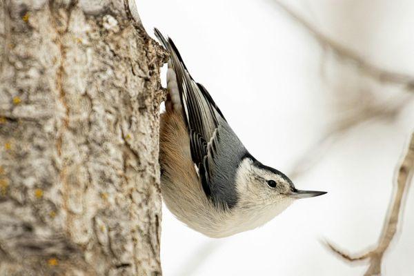 Meet the White-breasted Nuthatch, a frequent visitor to bird feeders with its crisp black, gray, and white patterns...