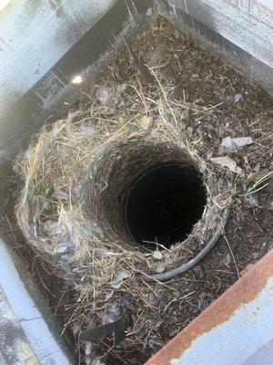 Have Your Chimney Cleaned And Inspected Each Year. Never Know What You Might Find In There