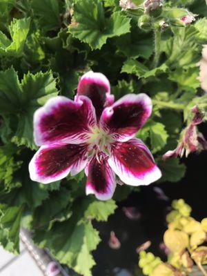 Martha Washington geranium