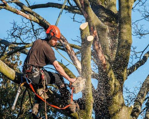 Tree Trimming Navarre FL