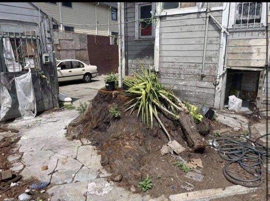 Huge stump about to be removed