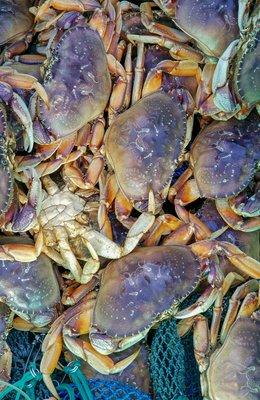 Dungeness crab make the day even more productive. Add crabbing to your trip!