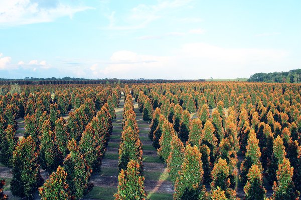 The Family Farm