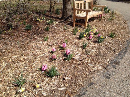 Spring flowers