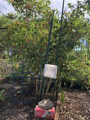 You could pick fresh peppers off the plant for free