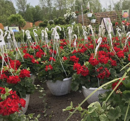 Hanging baskets