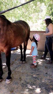 Learning how to groom a horse