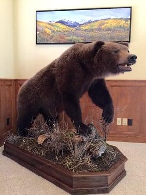 Full life size Grizzly mount done by A Lasting Memory Taxidermy!