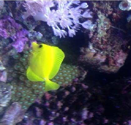 Happy Yellow Tang!