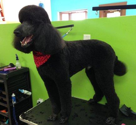 Most breed dog grooming.Please inquire about extra large breeds