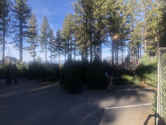 Trees available at Optimist Tree Lot