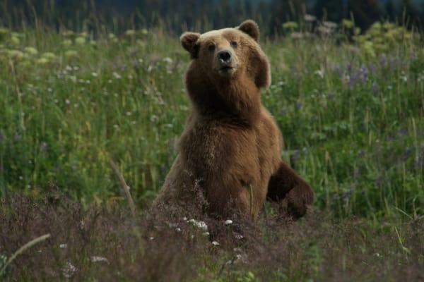 Momma Bear taking a look at us...Amazing (30 yards away)